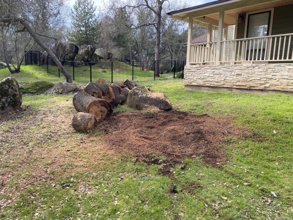 Granite Bay home is in danger from a large oak tree