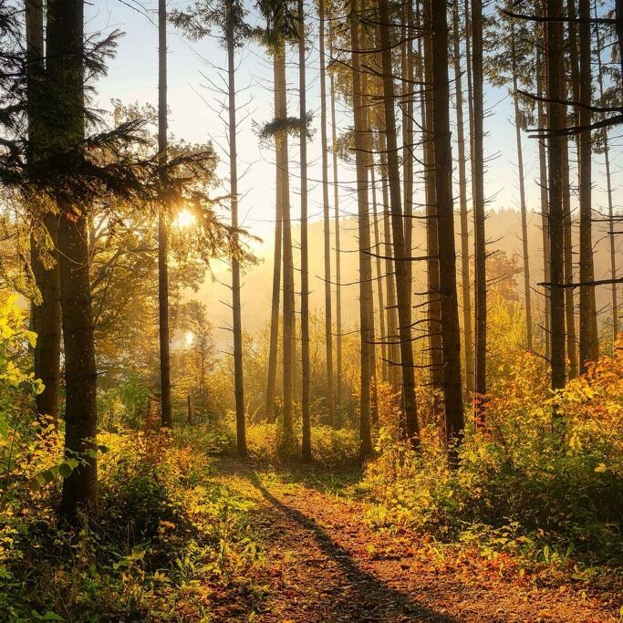 Sunlit forest with a clear path through the trees
